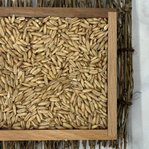 국산 유기농귀리 국산귀리 귀리오트밀 2kg 2025년 유기농귀리