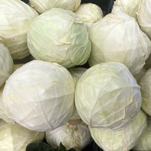 대박농수산 국내산 싱싱한 손질 깐 양배추 3kg 6kg