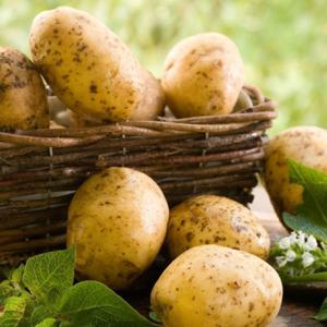 제철 강원도 햇 두백감자  햇감자 5kg 외 택1 고랭지 분감자 찐감자 감자채볶음 감자조림