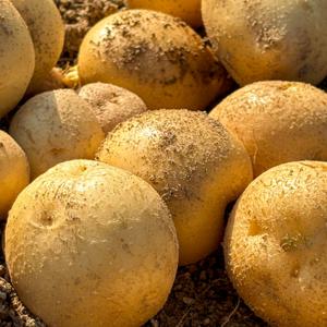 포슬포슬 수미감자 3kg (특대) 맛있는 카스테라 감자