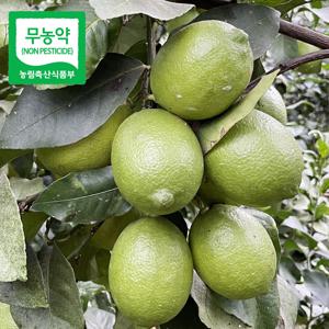 제주레몬 생레몬 국산 제주도 레몬 /무농약인증 5kg 3kg