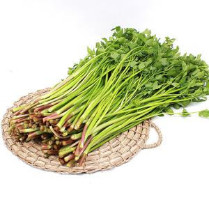 입안 가득 퍼지는 봄 향기~국내산 청도미나리 1kg 김장철 미나리랑 수육 어떠세요