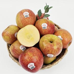 엔비사과 햇 꿀 사과 (충남 예산) 정품 엔비사과 5kg