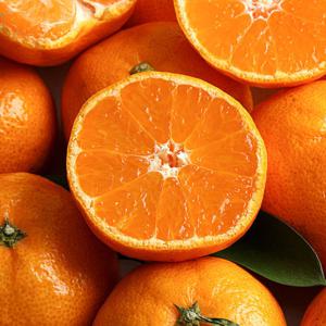 제주 서귀포 감귤 하우스 노지 조생 / 로얄과 9kg(S-M)