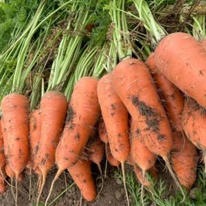 산지직송 당근 제주당근 구좌당근 강원도 경남 흙당근 국내산 2kg 3kg - 무료배송 이벤트