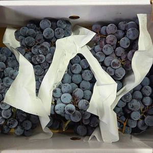 제철과일 산지직송 머루 포도 당도선별 2kg 4-6수