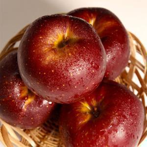 신품종 피치애플 영주 고당도 엔부사과 가정용 2kg(6-10입내외)