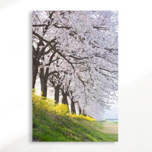 아트박스/꾸밈 cr569-아크릴액자_봄날벚꽃나무(대형)
