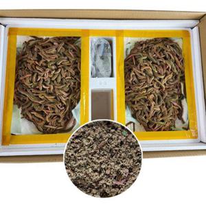 생미끼 생물 청갯지렁이 청개비 5og