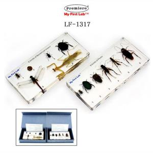 프리미어 LF-1317 표본벌레12종 (익충해충) 익충해충 곤충학습 자연 과학완구 완구 매트 관찰 현미경