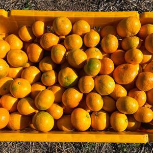 제철과일 제주 감귤 밀감 특품 꼬마 소과(3S) 10kg