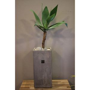 [개업선물/인테리어화분]아가베 아테누아타