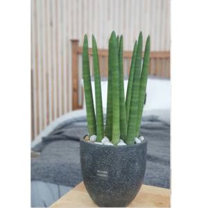 [북유럽인테리어 화분/승진선물]음이온 방출되는 스투키