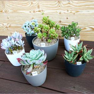 플라팜 원형화분 4호 30개 세트