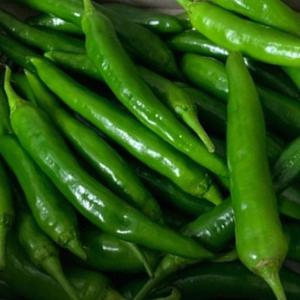 산정마을 국내산 풋고추 1kg