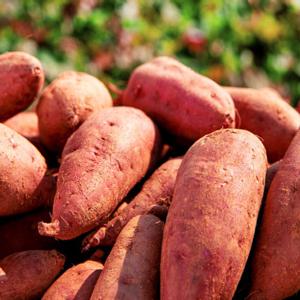 25년 해남 베니하루카 꿀고구마 5kg (특상)