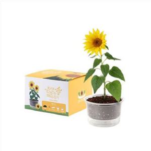 마이가든 식물기르기 해바라기