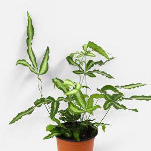 마이플랜트 프테리스 알보 고사리 소형 관엽식물 실내공기정화 인테리어 반려식물