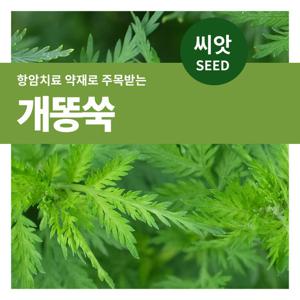 마이플랜트 개똥쑥 씨앗 10000립