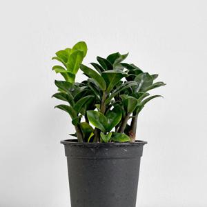 마이플랜트 보석 금전수 12호 관엽식물 실내화초 인테리어 공기정화식물