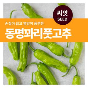 마이플랜트 동명 꽈리풋고추 씨앗 50립