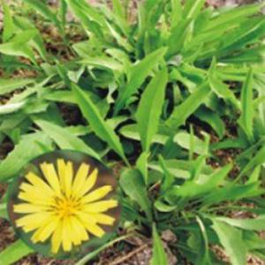 씀바귀 야생화 산 나물 꽃씨 종자 씨앗 품종 100립