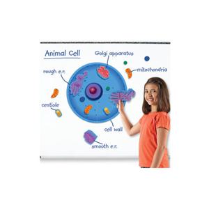 (러닝리소스) LER6039 동물 세포 자석 자료 세트