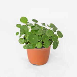 마이플랜트 워터코인 소형 모종 수경재배 수경식물 공기정화 수생 식물 키우기