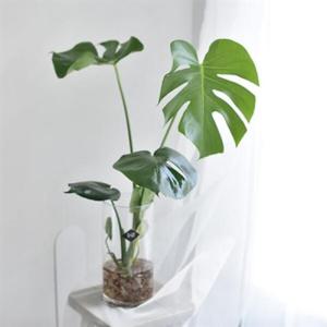 아트박스/디어먼트 몬스테라 수경식물 인테리어 화병세트