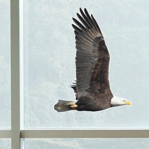 아트박스/꾸밈 cm146-버드세이버(독수리)_그래픽스티커