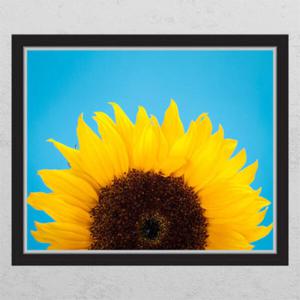 아트박스/꾸밈 cm774-비비드블루해바라기_창문그림액자