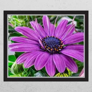 아트박스/꾸밈 cj828-클로즈업거베라_창문그림액자