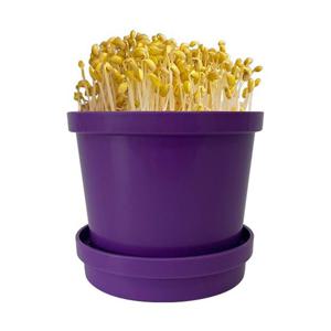 토단 (집콕) 내 책상 위에 콩나물 키우기-1인 세트 집콕 식물학습 자연 과학완구