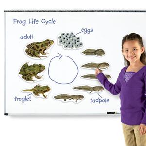 (러닝리소스)LER6041 특대형 자석 개구리 일생 모형
