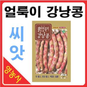 얼룩이강낭콩씨앗 30g- 강낭콩씨앗 강낭콩씨