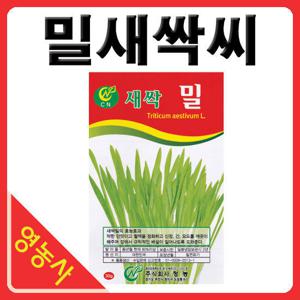 새싹밀씨앗- 밀싹 밀싹씨앗