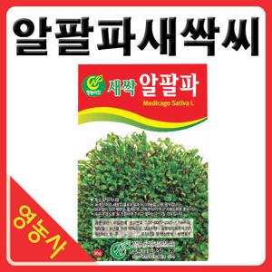 새싹알팔파씨앗- 알팔파 알파파싹 알파파씨앗