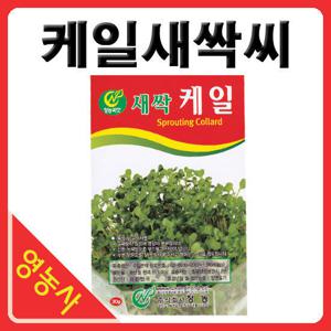 새싹케일씨앗- 케일 케일싹 케일싹씨앗 새싹채소