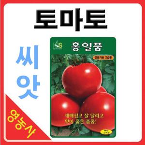 홍일품토마토씨앗 50립- 찰토마토 찰토마토씨