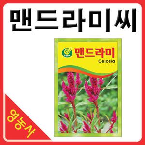 맨드라미씨앗- 맨드라미씨 맨드라미꽃씨