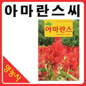 아마란스 씨앗 3000립 아마란서스 씨 희귀씨앗