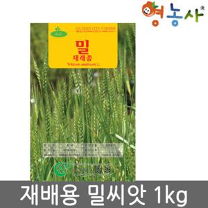 재배용밀씨앗1kg  조경용 밀씨앗 씨앗 재래종 학습재배