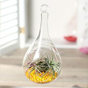 가꾸지오 틸란시아-호리병