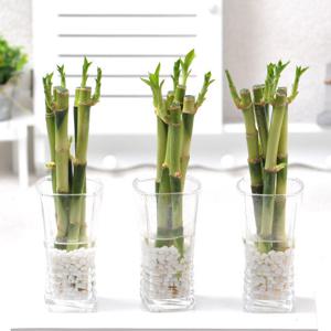 가꾸지오 개운죽 플라워글라스3p