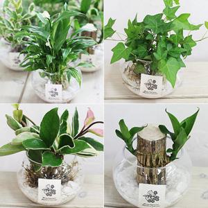 가꾸지오 수경식물 물방울글라스