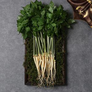 전남 장성 황룡농협 새싹삼 20뿌리 20cm내외