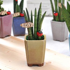 가꾸지오  고급테라스톤화분-스투키(중)