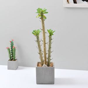 가꾸지오 선인장(비귀에리) 시멘트화분