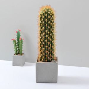 가꾸지오 선인장(대봉각) 시멘트화분