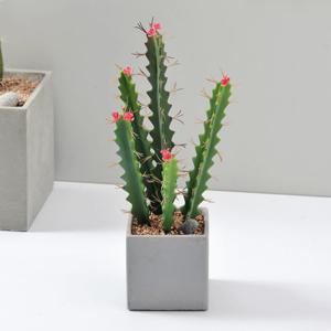 가꾸지오 선인장(꽃기린-대)시멘트화분